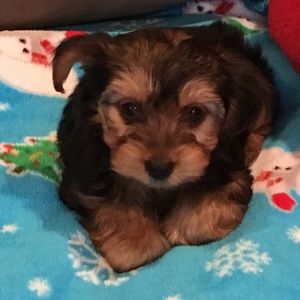 Meet your Posher, Antonella